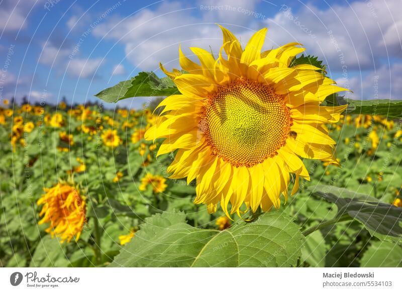Close up photo of a sunflower on a sunflower field, selective focus. sky nature outdoor growth beautiful yellow close up blossom plant bright sunny agriculture