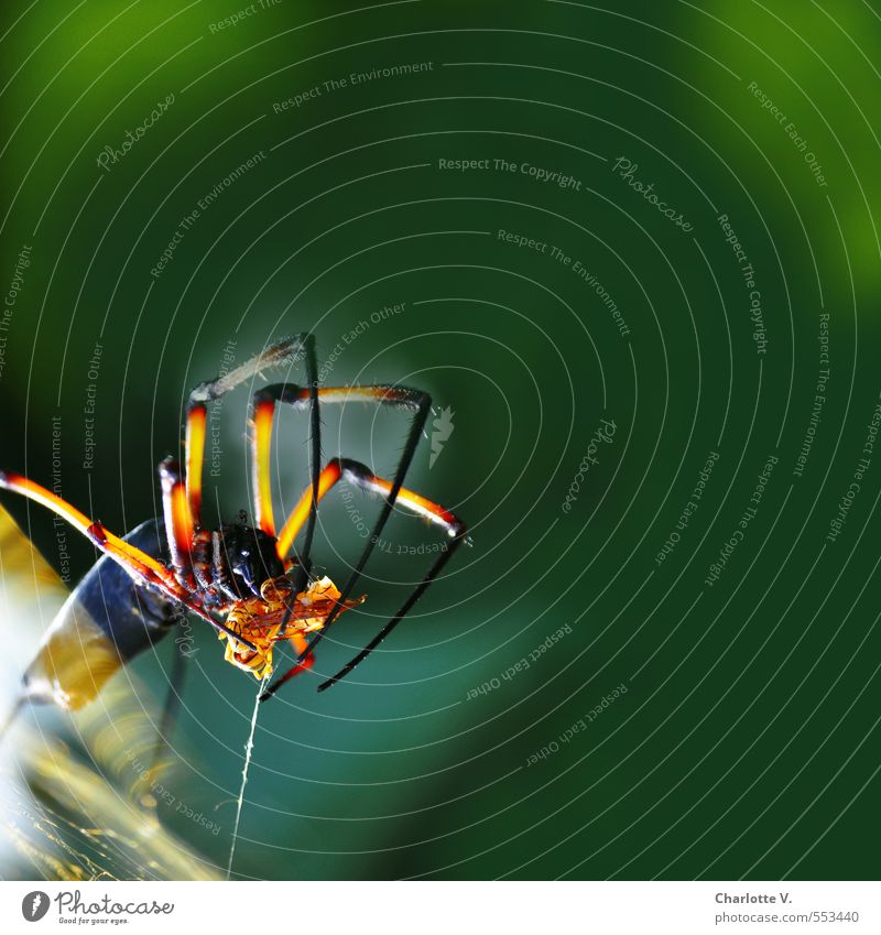 fat prey Nature Animal Wild animal Spider palm spider 1 Work and employment Catch To hold on Glittering Hunting Illuminate Stand Threat Exotic Yellow Green Red
