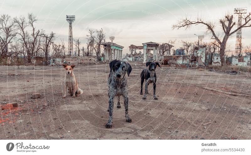 three stray mongrel dogs on the destroyed street of Mariupol Donetsk Kherson Kyiv Lugansk Russia Ukraine Zaporozhye abandon abandoned animal animals at war