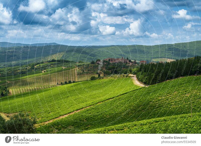 Vineyards of Chianti near Gaiole, Siena province Europe Italy Tuscany agriculture color country day green hill landscape nature old olive photography plant