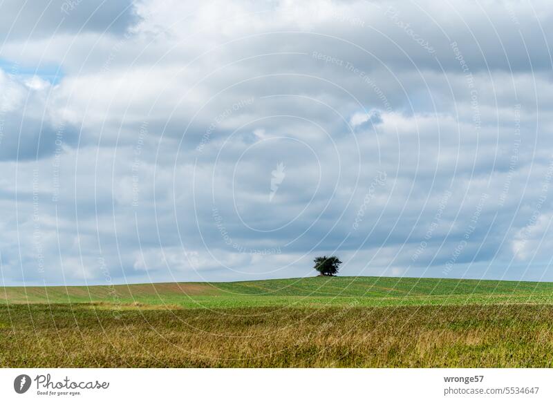 The cluster of trees on the field hill Grove of trees Hill Field Field mound Horizon Landscape Sky Deserted Exterior shot Colour photo megalithic tomb