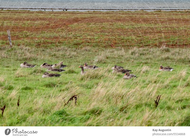 Grey geese in the wetlands grey geese Wetlands birds Nature Exterior shot Flight of the birds Freedom Group of animals Migratory bird fauna