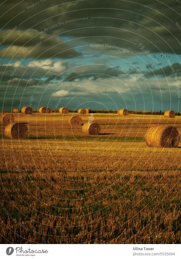 Hay bales on a field under dramatic sky Straw Bale of straw Landscape Agriculture Sky late summer Field Autumn Clouds in the sky Harvest Orange Turquoise