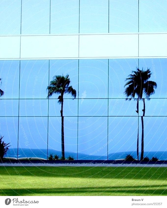 glass-palms Window Palm tree Meadow Ocean Reflection Coast Green Glass Blue Sky