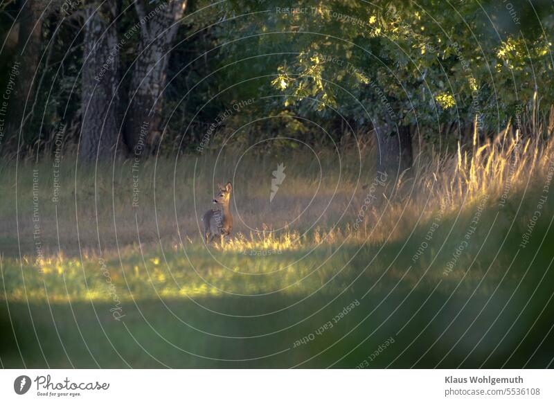 An autumnal Sunday morning. A lone deer looks intently into the distance, sunlight grazes oak leaves, grasses and the deer. Roe deer Female deer roe deer