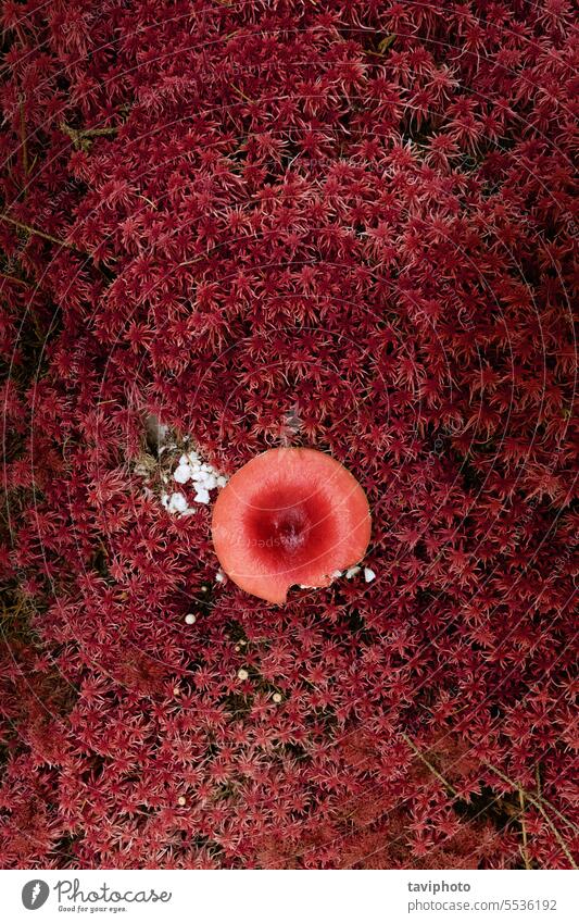 abstract fly agaric in red moss agaric mushroom agaricomycetidae amanita amanita muscaria autumn biology botany close-up colorful cover dangerous fall