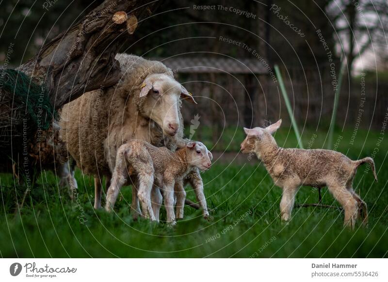 Three newborn lambs and one ewe on green meadow. Two of the lambs are standing with their mother and one lamb wants to play with the other lambs. On the left a slanting trunk of an apple tree whose trunk is wrapped with green protective wire.