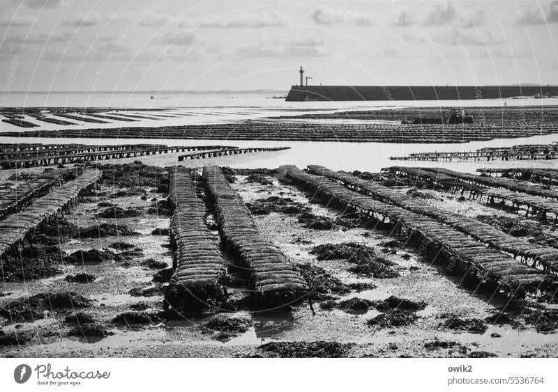 drained Oyster Bank aquaculture Fishery Seafood tide-dependent Workplace Oyster beds Low tide Tide uncovered Ocean coast Beach Landscape Oyster farm