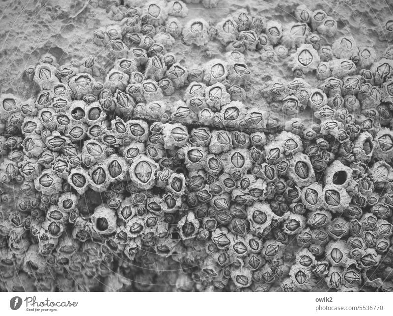 group picture with lady barnacles Colony Sessile animals sessile fixed fauna animal world invertebrates Articulate animals Crustaceans Barnacles entrenched
