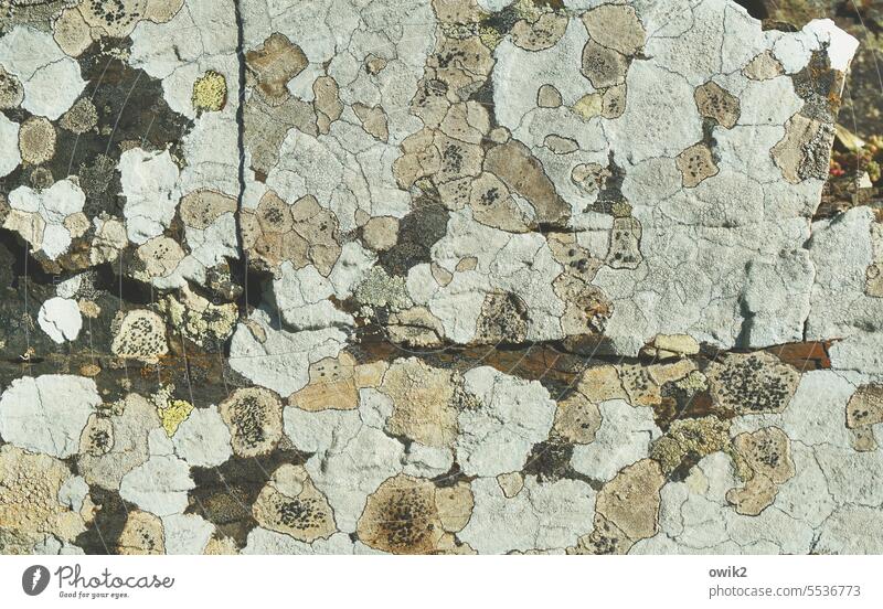 Society Islands Stone Lichen Rock Detail Pattern texture naturally undemanding survival artist frugally Thrifty Life silent Macro (Extreme close-up)