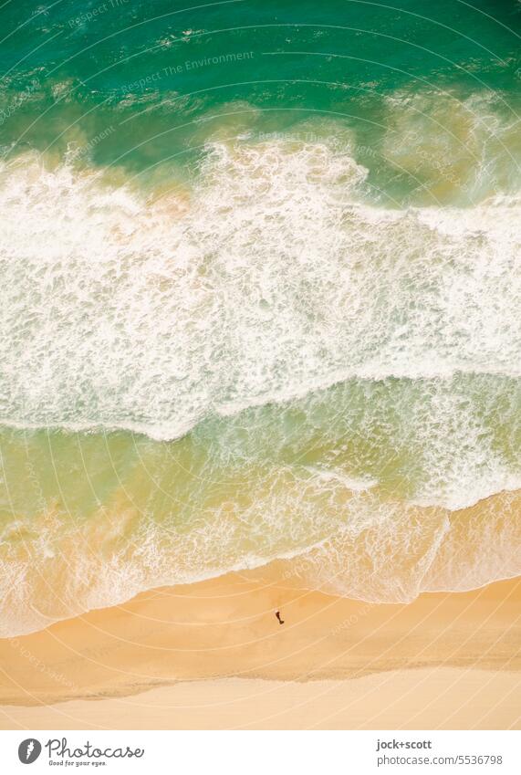 sunny day by the sea sandpiper Nature coast Ocean Beach Vacation & Travel Relaxation Pacific Ocean Bird's-eye view Background picture Australia Gold Coast
