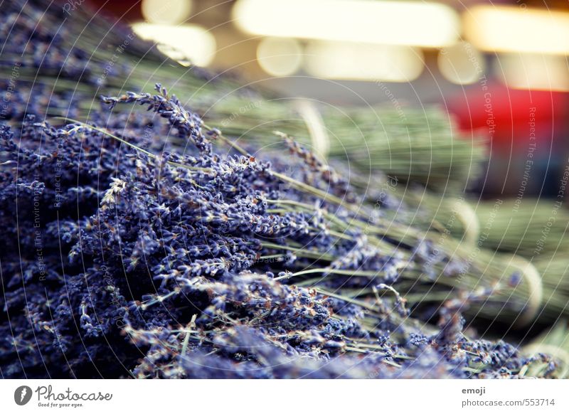 lavender Herbs and spices Lavender Work and employment Gardening Trade Markets Fragrance Natural Violet Colour photo Exterior shot Close-up Deserted Day