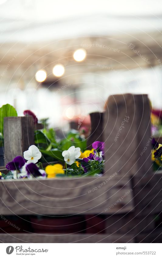 Flowered Environment Nature Plant Pansy Fragrance Natural Flowerbed Window box Colour photo Exterior shot Close-up Deserted Day Shallow depth of field