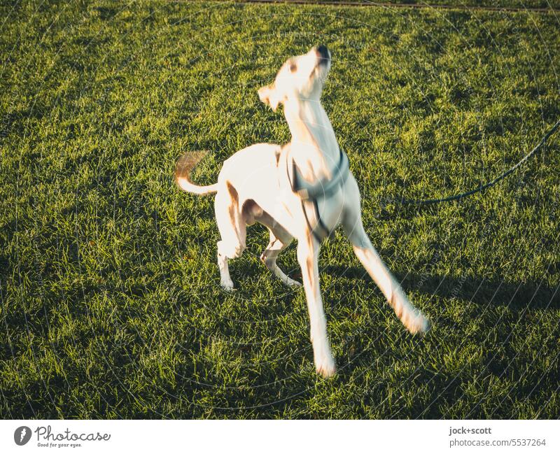 Dog in motion + green meadow = dog meadow Whippet Pet Animal Movement motion blur Green dog harness Animal portrait Greyhound swift Jump Neutral Background