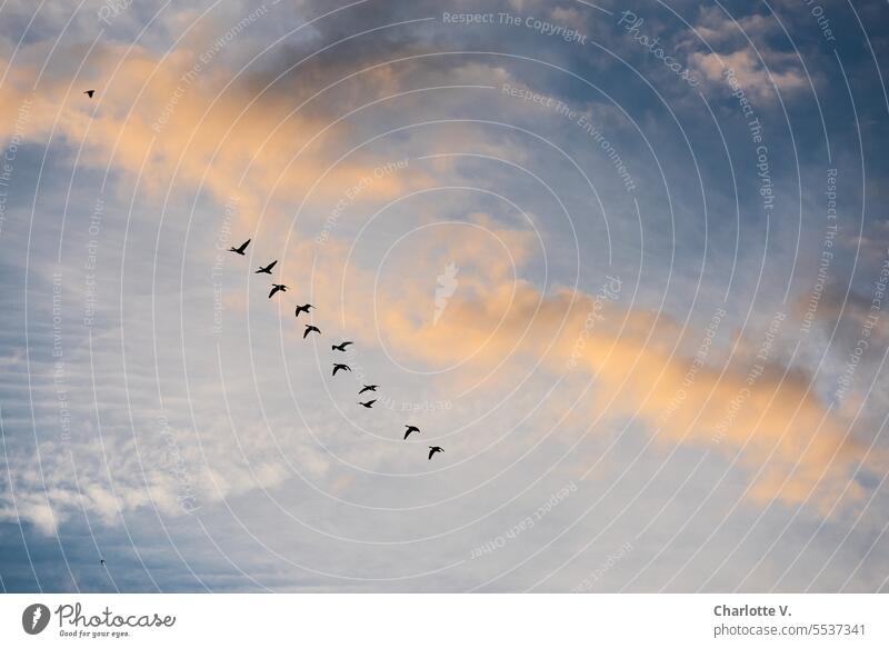 Wide land | formation flight of geese in front of orange colored cloud Wildlife birds wild geese Formation flying Flying Flock of birds bird migration Sky