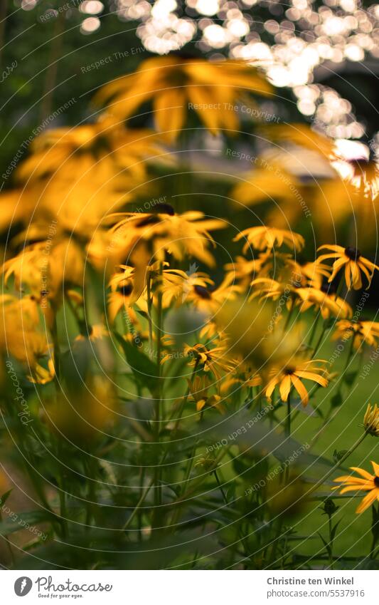 Yellow sun hat Rudbeckia hazy Close-up Summer Nature Plant Blossom flowers Day Blossoming Shallow depth of field Garden naturally Environment Blossom leave