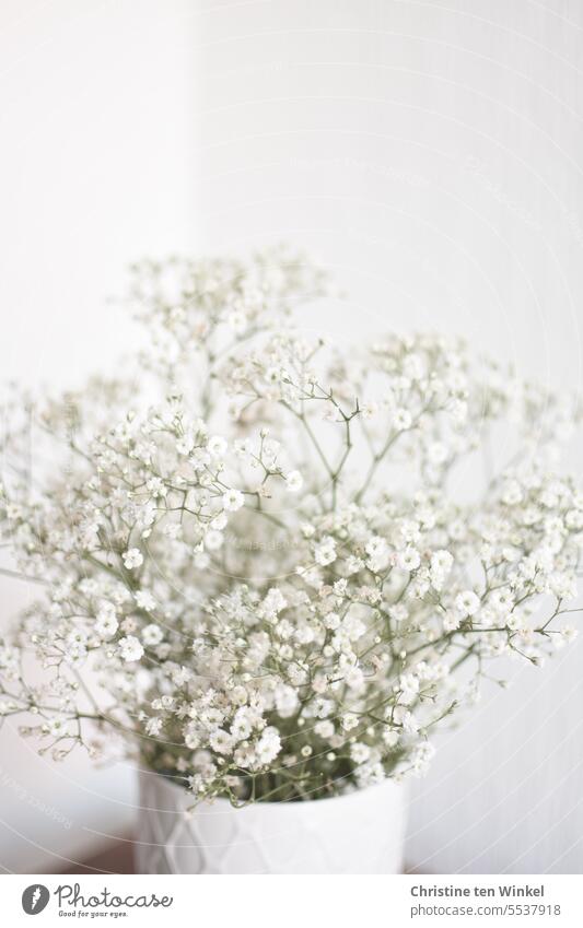 Gypsophila in a vase Baby's-breath Flower Blossom White Shallow depth of field Blossoming Vase Esthetic Bouquet Still Life Porcelain gysophila Bright fragrant