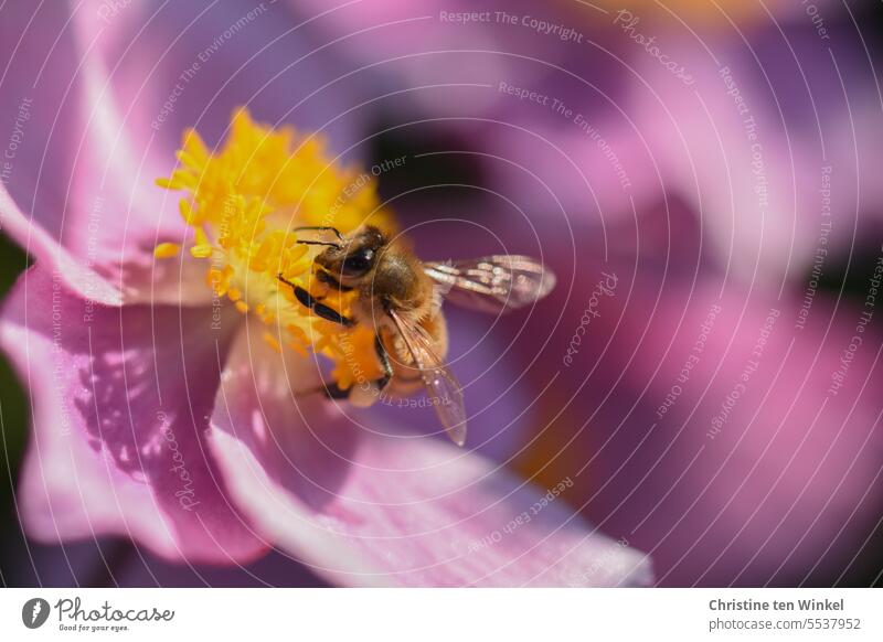 A busy honeybee on the blossom of a pink autumn anemone Honey bee Pollen Chinese Anemone Autumn Anemone pink flower Anemone hupehensis Sprinkle Insect Garden