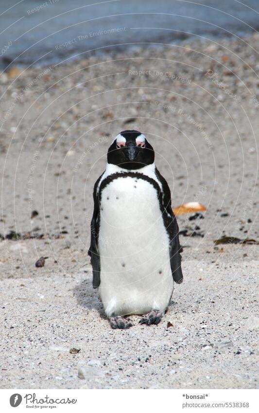 African penguin Penguin Web-footed birds Bird free wilderness black and white Tails Camouflage Wild animal Ocean coast Beach Freedom Nature Sun Warmth contented