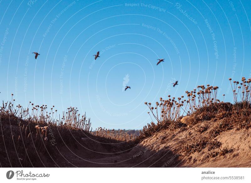 Dry autumn pathway with birds flying in the blue sky hike trekking Blue Blue sky flying birds sunny sunny day fall Autumn dry plant arid earth colours Earth