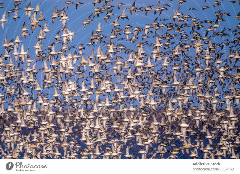Flock of red knot birds flying over sea flock calidris canutus ocean bird watching ornithology blue sky correlimos gordo water shorebird flight soar marine