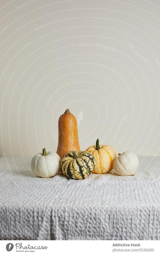 Set of various types of pumpkins on table squash color vegetable food natural fresh set whole assorted organic rustic healthy harvest vegetarian colorful white