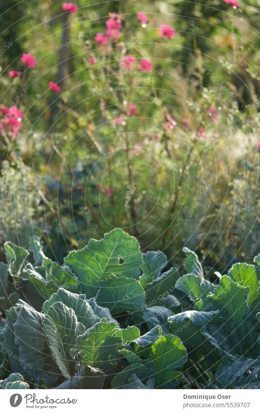 Cabbage leaves in wild garden, morning sun, pink flowers blurred in background. Garden Wild Morning sunlight Nature Environment Colour photo Deserted Idyll