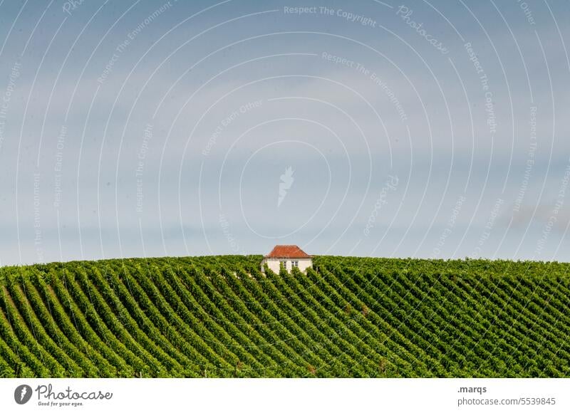 house wine Kaiserstuhl Wine growing Vineyard Beautiful weather Sky Summer Horizon Nature Relaxation Landscape Agriculture Hill Field series Vines Row vines