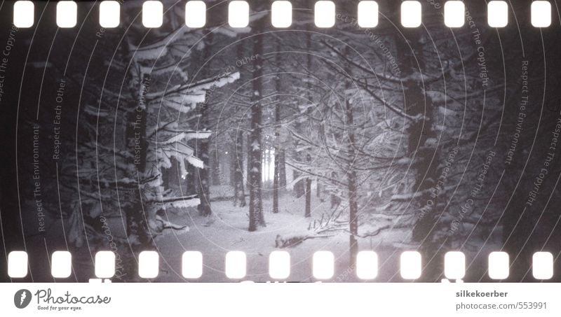 those winters Nature Winter Ice Frost Snow Snowfall Tree Forest Dark Cold Loneliness Analog Eerie servant ruprecht Black & white photo Exterior shot Lomography