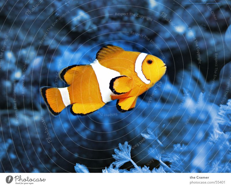 °°° Nemo °°° Finding Nemo Clown fish Zoo Aquarium Physics Cold Animal Coral Ocean Fish Cinema Water Orange Blue Lamp Signal Warmth clownfish