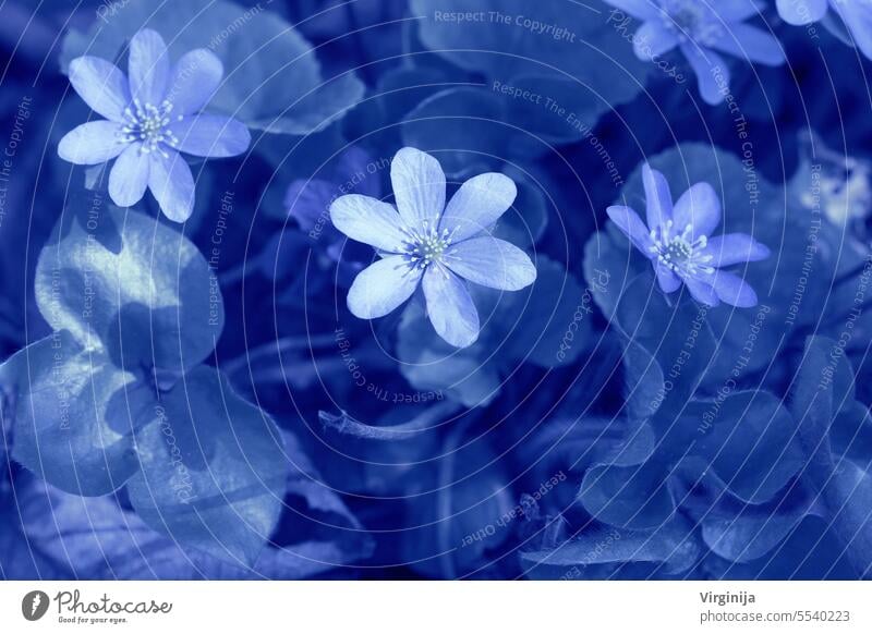 Beautiful pattern with leaves on a blue background . Springtime background . Print for book covers, textile,fabric,wrapping gift paper red violet beautiful