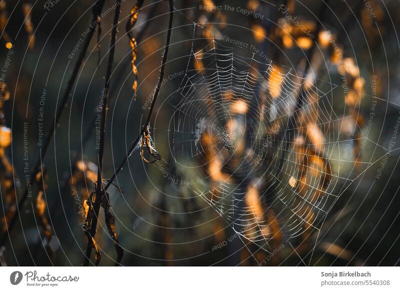 autumn is coming Spider's web Autumn Season foliage Nature leaves Autumn leaves Transience autumn mood Early fall Autumnal weather Exterior shot