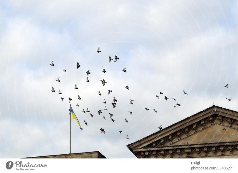 Wide open spaces | flying pigeons over Bremen rooftops birds Flock of pigeons Roof Building flag Sky Clouds Exterior shot Flying Movement Animal Freedom