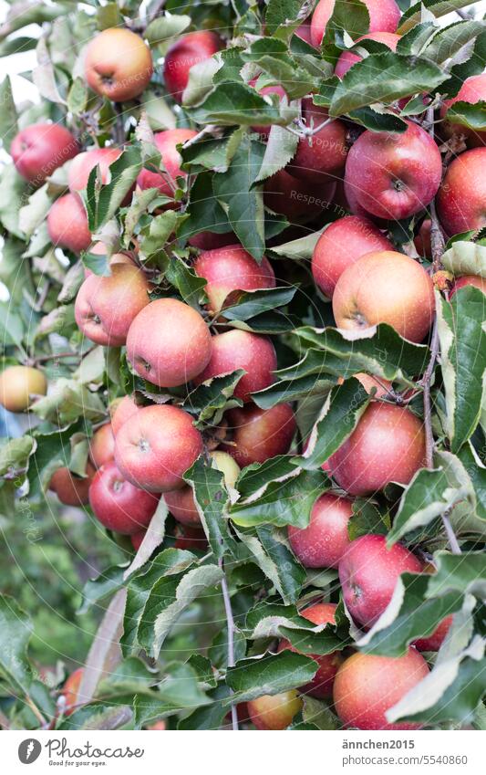 an apple tree hangs full of red ripe apples Apple Fruit Healthy Fresh Delicious Nutrition Vitamin Juicy Colour photo Green Organic produce Vegetarian diet