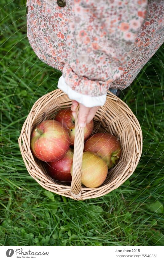 A child carries a basket with apples Apple Harvest Autumn Basket Fruit Fresh Mature Red Garden Nature naturally reap Child amass Food Healthy Delicious
