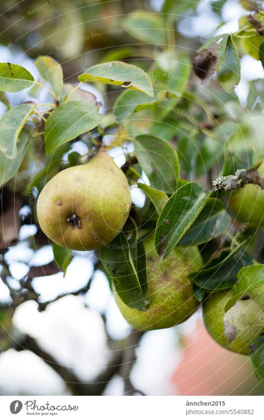 green pears hanging on a tree Pear Autumn Tree reap salubriously Garden Harvest Food Fresh Healthy Delicious Fruit Mature Nutrition naturally Nature Juicy cute