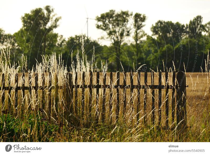 Wooden picket fence between grass, field and in front of green deciduous trees lattice fence wooden slats wooden slat fence Grass overgrown Landscape Fence rail
