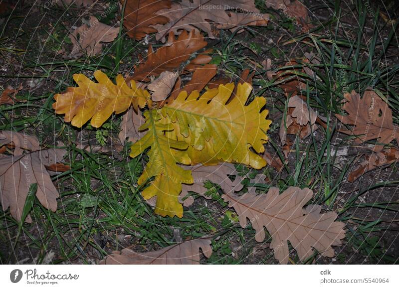 Oak leaves | colorful autumn color in October | yellow discolored fallen leaves of Persian oak in the park at dusk. Autumn Autumnal Autumn leaves