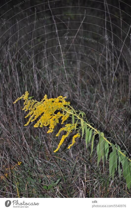 One of the last blooming goldenrods (Solidago) glows in the autumn twilight among withered, gray grasses. Goldenrod salubriously Healthy Medicinal plant