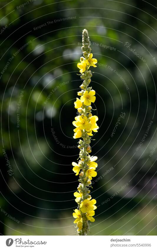 Portrait of a beautiful mullein. Flower Colour photo Exterior shot Blossom Nature Deserted pretty Summer Day Close-up Blossoming Plant naturally Growth Detail