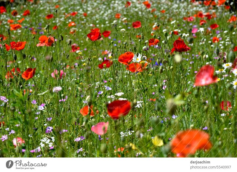 A special summer highlight experience Flower meadow Poppy Summer Blossoming Nature Exterior shot Colour photo Red Poppy blossom Idyll Landscape Wild plant