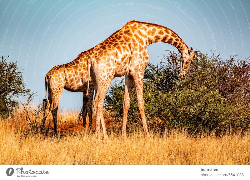 prolongation Deserted Animal portrait Wilderness Kalahari desert Giraffe Animal protection Love of animals Fantastic Wild animal Exceptional Safari Environment