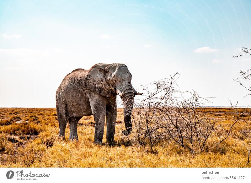 proverbial | strength lies in tranquility Trunk peril risky Dangerous Bull elephant Elephant etosha national park Etosha Etosha pan Fantastic Wild animal