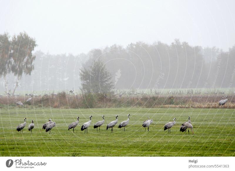 foggy autumn morning with many cranes Bird Crane Migratory bird Autumn bird migration rest Crane Rest Diepholzer Moorniederung Foraging Meadow Fog Morning