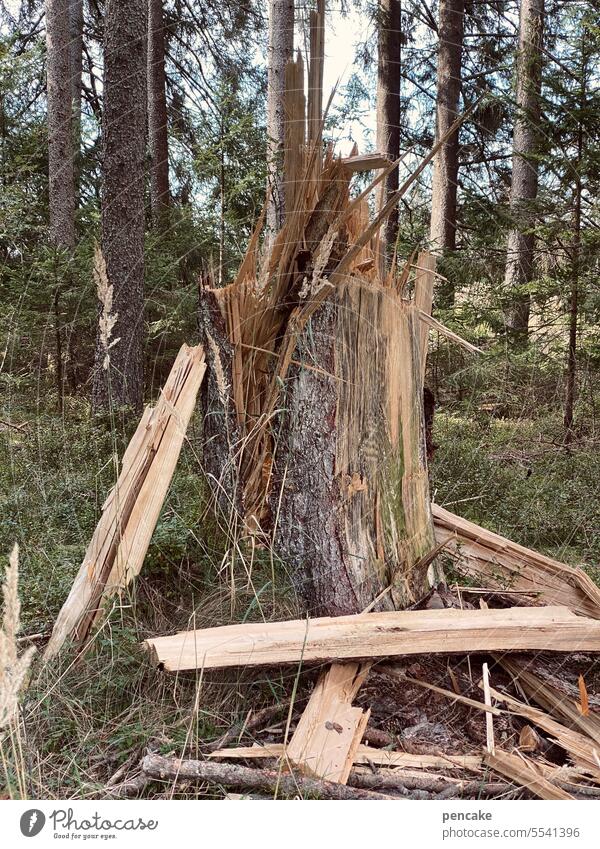 !trash! 2023 | krachmaninow Tree Forest Wood cleaved forest damage Forestry Environment Tree trunk fragmented Storm damage