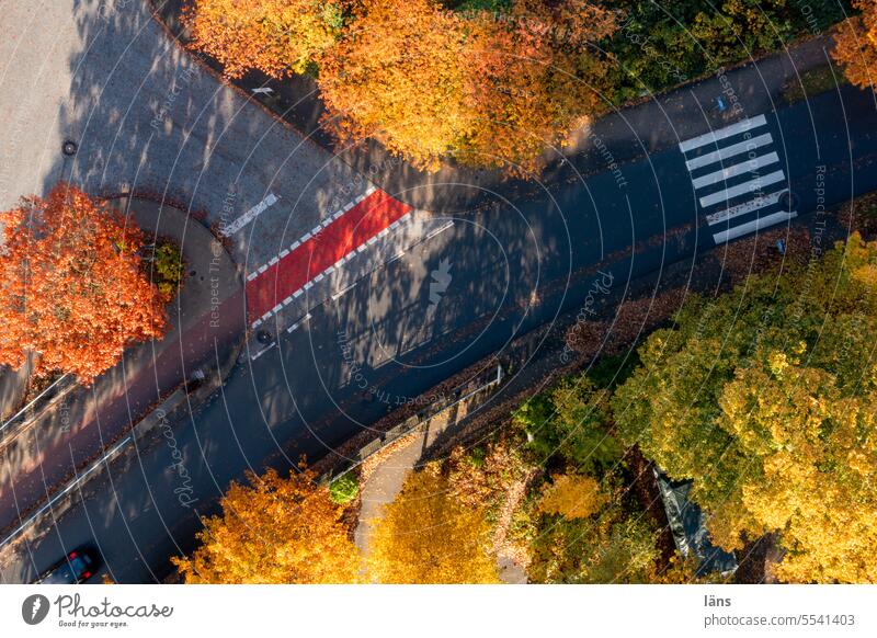 Autumn is here Street Bird's-eye view Deserted Lanes & trails Traffic infrastructure Road traffic Zebra crossing Asphalt Signs and labeling cycle path
