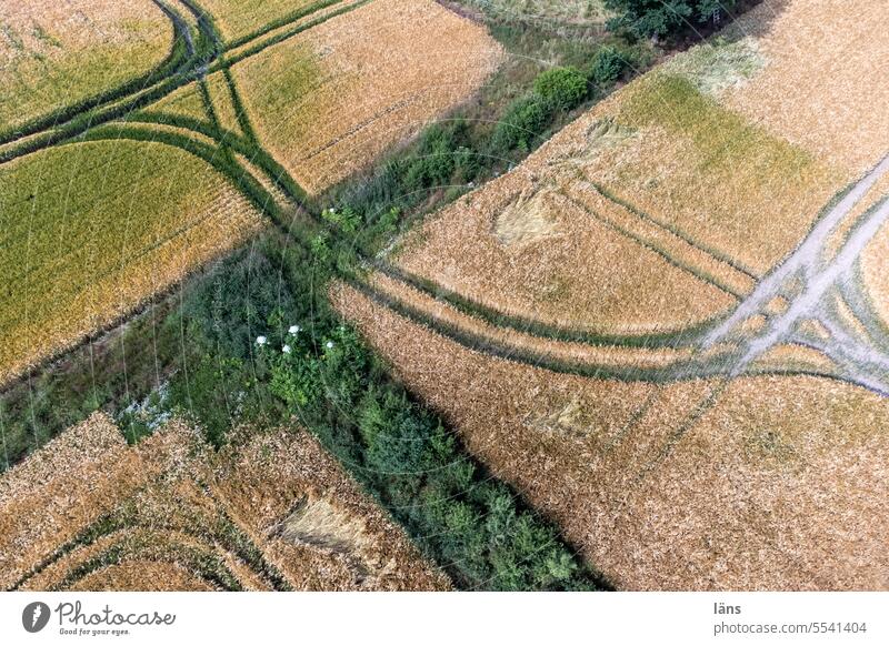 Spinning in the grain Agriculture Bird's-eye view Deserted UAV view Landscape Field Agricultural crop Cornfield Grain Grain field Food Nutrition