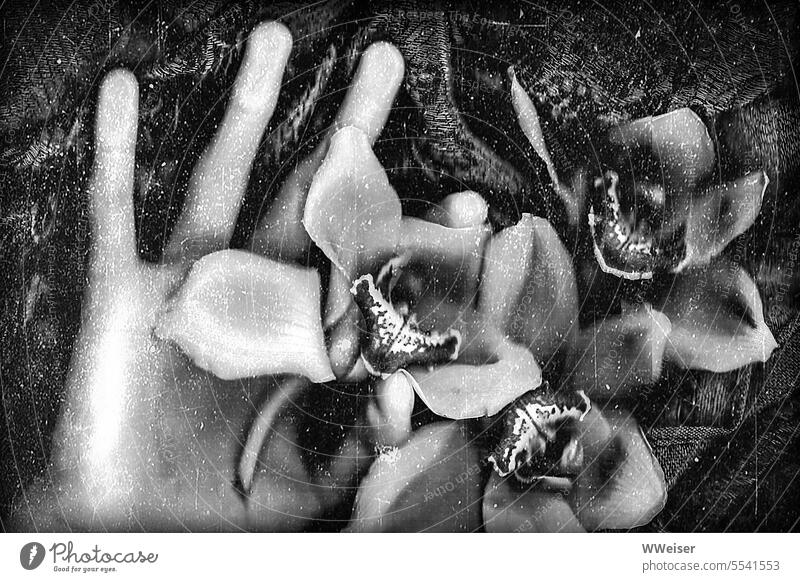 A noisy, crinkly scan photo of a hand holding precious flowers Hand Old Old fashioned Art vintage Experimental blossoms Noble orchids Arranged Open