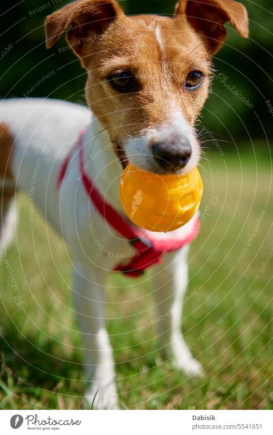 Active dog playing with toy ball at summer day animal green active portrait walk funny outdoors field walking jack russell nature grass happy face cute