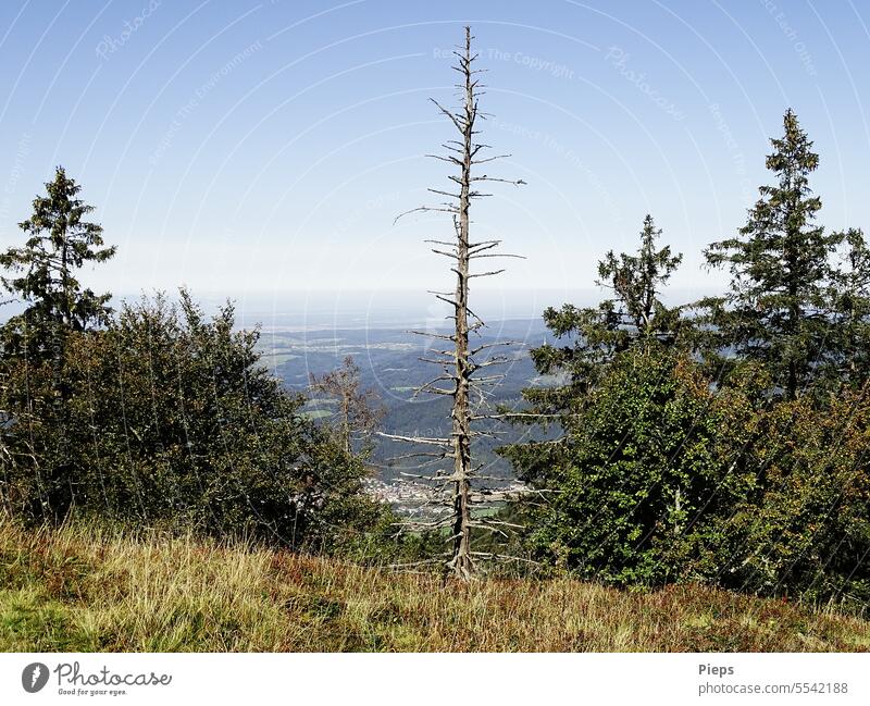 Kandel view with dead spruce Log Environment Climate Black Forest conifers mountains Landscape Shriveled aridity reality Coniferous trees far vision Bleak